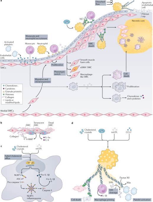 Plasma Levels of the Chemokines Monocyte Chemotactic Proteins-1 and -2 Are  Elevated in Human Sepsis - ScienceDirect