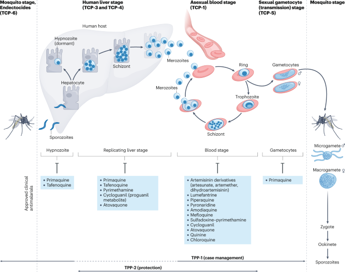 Antimalarial drug discovery: progress and approaches