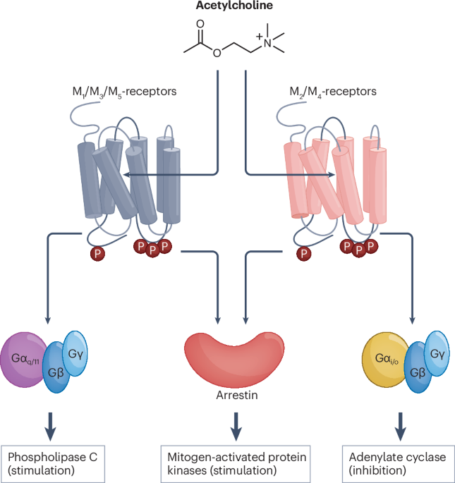 A golden age of muscarinic acetylcholine receptor modulation in neurological diseases