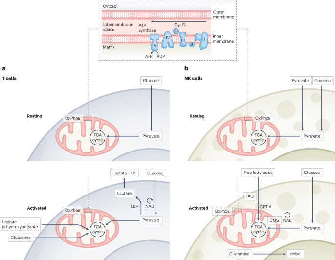 Targeting metabolic dysfunction of CD8 T cells and natural killer cells ...