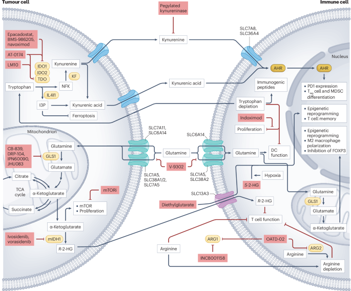 Metabolites as agents and targets for cancer immunotherapy