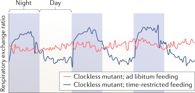 Benefits of time-restricted feeding