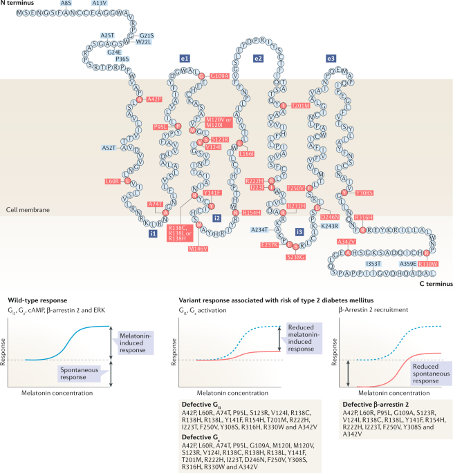 Melatonin In Type 2 Diabetes Mellitus And Obesity Nature - 