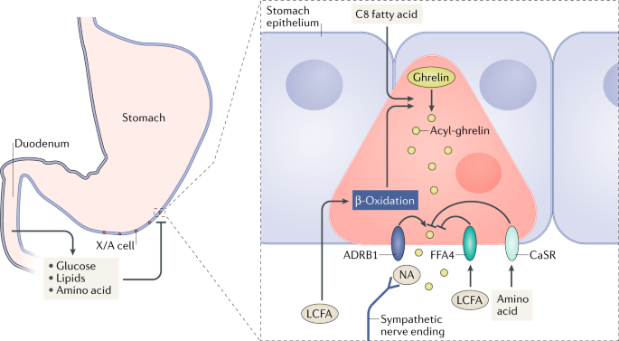 Function And Mechanisms Of Enteroendocrine Cells And Gut Hormones In Metabolism Nature Reviews Endocrinology Function And Mechanisms Of Enteroendocrine Cells And Gut Hormones In Metabolism Nature Reviews Endocrinology