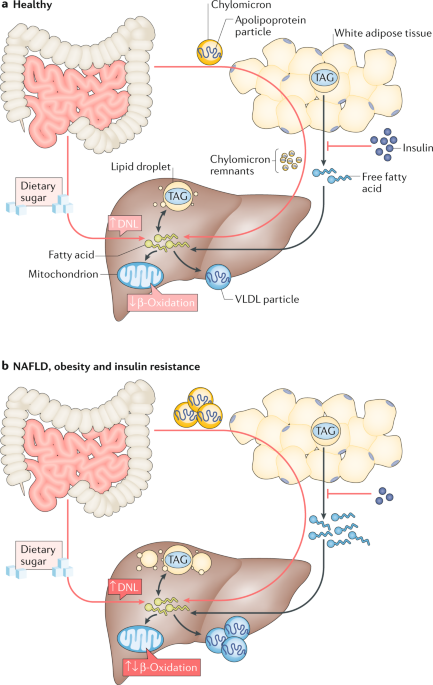 The Regulation Of Hepatic Fatty Acid Synthesis And Partitioning The Effect Of Nutritional State Nature Reviews Endocrinology
