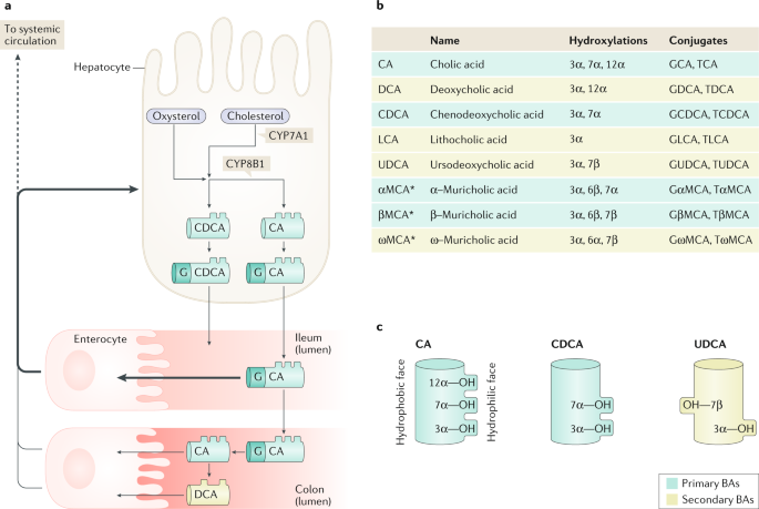 Bile acids in glucose metabolism and insulin signalling — mechanisms and  research needs | Nature Reviews Endocrinology