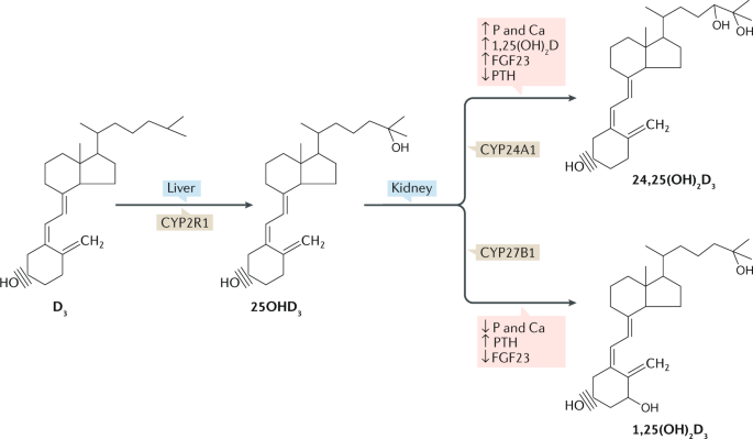 New aspects of vitamin D metabolism and action — addressing the skin as  source and target | Nature Reviews Endocrinology