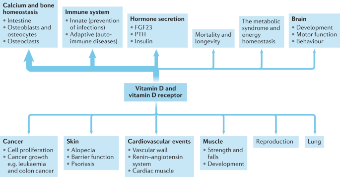 The health effects of vitamin D supplementation: evidence from human  studies | Nature Reviews Endocrinology