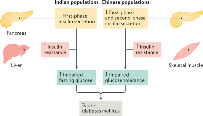 Pathophysiology, phenotypes and management of type 2 diabetes mellitus in  Indian and Chinese populations | Nature Reviews Endocrinology