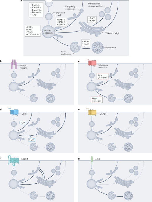 Endosomal trafficking in metabolic homeostasis and diseases