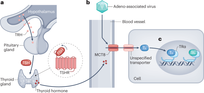 Translational perspectives from TSHR, MCT8 and TRα research | Nature  Reviews Endocrinology