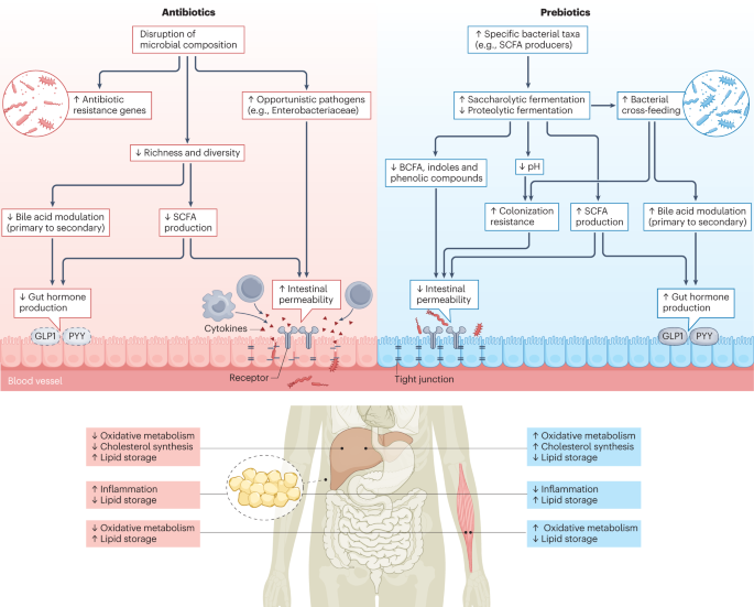n acetyl l carnitine effects on tmao TMAO biosynthesis. L-carnitine and choline are derived from the diet