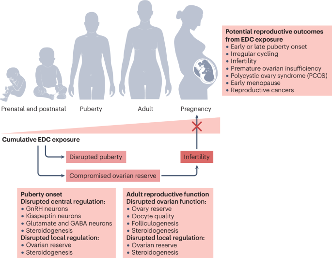 Endocrine-disrupting chemicals and female reproductive health: a growing concern