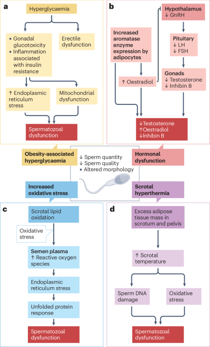 Can obesity pharmacotherapy be used to manage male infertility?