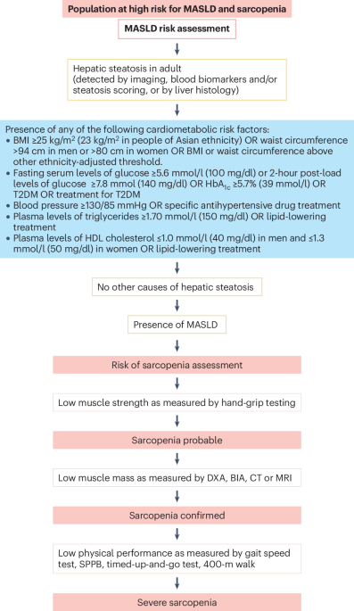 sarcopenia semaglutide Spotlight on the Mechanism of Action of Does Semaglutide Cause Sarcopenia or