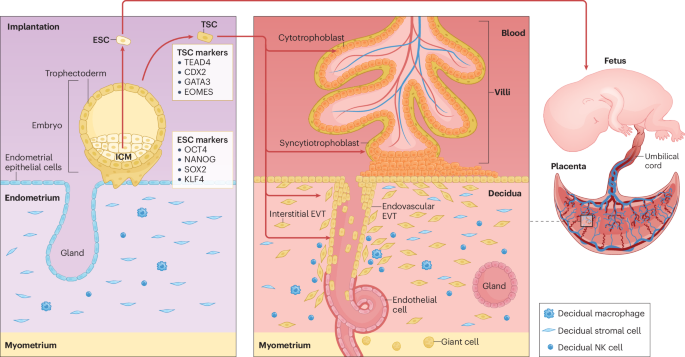 igf-1 lr3 human clinical trial LR3 IGF1 Human | CYT-022