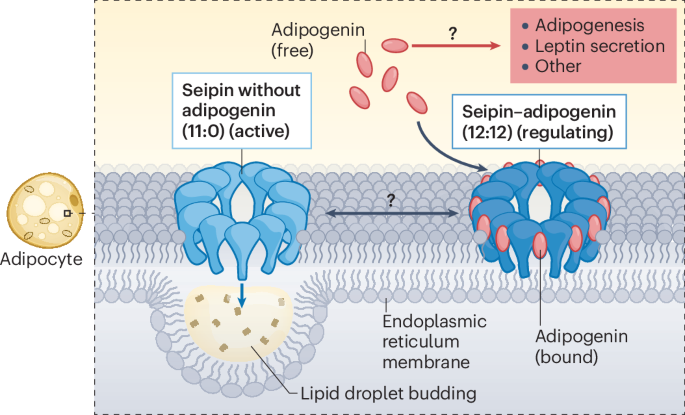 Making a droplet: the adipogenin–seipin complex at work - Nature Reviews Endocrinology
