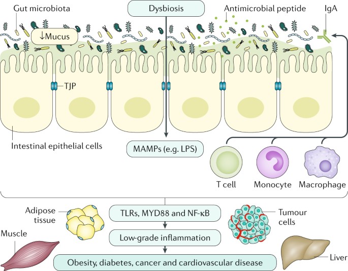 The role of the gastrointestinal barrier in obesity‐associated systemic  inflammation - Acciarino - Obesity Reviews - Wiley Online Library