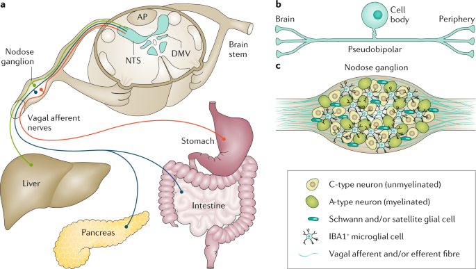 The metabolic role of vagal afferent innervation | Nature ... lung cell diagram 