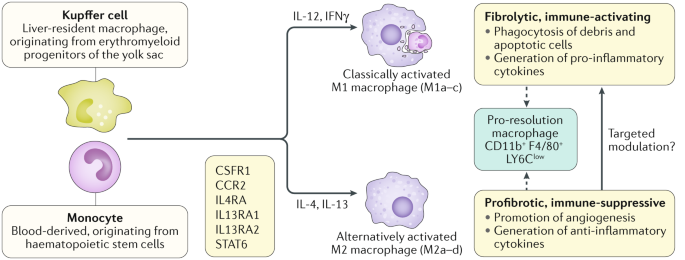 The role of macrophages in nonalcoholic fatty liver disease and  nonalcoholic steatohepatitis | Nature Reviews Gastroenterology & Hepatology