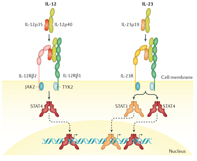 Il 12 Il 23 And Il 17 In Ibd Immunobiology And Therapeutic Targeting Nature Reviews Gastroenterology Hepatology