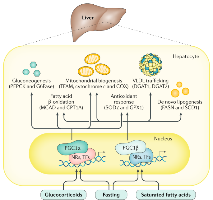 Metabolic Aspects In Nafld Nash And Hepatocellular Carcinoma The Role Of Pgc1 Coactivators Nature Reviews Gastroenterology Hepatology