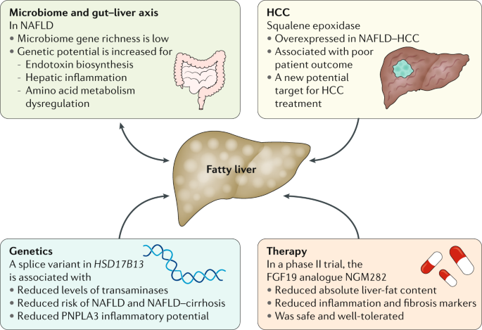 A spotlight on pathogenesis, interactions and novel therapeutic options in  NAFLD | Nature Reviews Gastroenterology & Hepatology