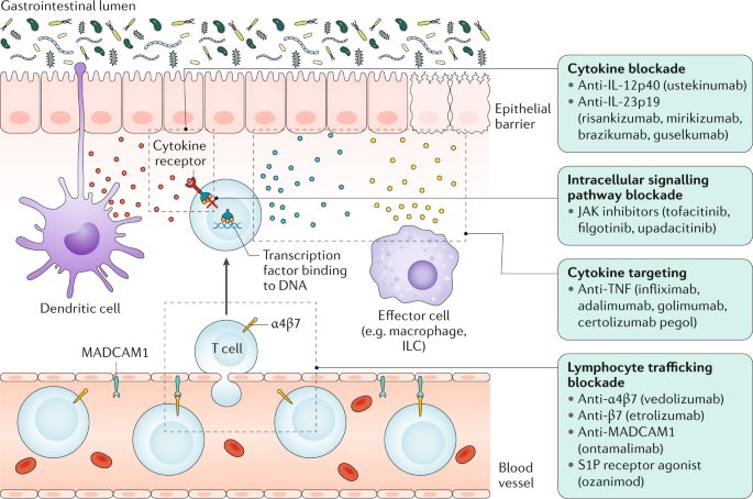 Interrogating Host Immunity To Predict Treatment Response In Inflammatory Bowel Disease Nature Reviews Gastroenterology Hepatology Interrogating Host Immunity To Predict Treatment Response In Inflammatory Bowel Disease Nature Reviews Gastroenterology Hepatology