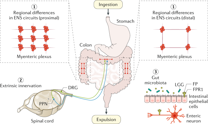 An Increasingly Complex View Of Intestinal Motility Nature Reviews Gastroenterology Hepatology