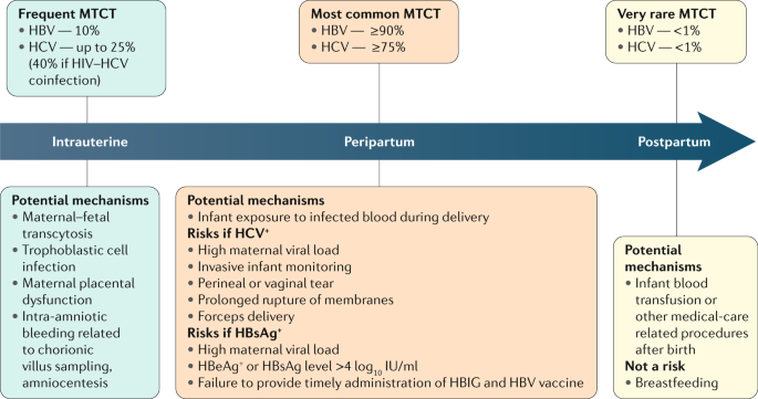 Viral hepatitis and pregnancy | Nature Reviews Gastroenterology & Hepatology