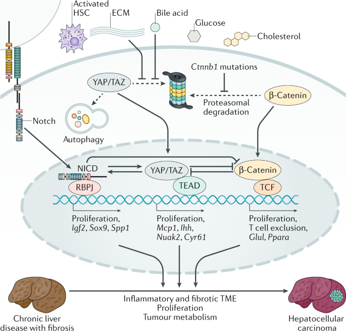 Liver‐Inspired Polyetherketoneketone Scaffolds Simulate Regenerative  Signals and Mobilize Anti‐Inflammatory Reserves to Reprogram Macrophage  Metabolism for Boosted Osteoporotic Osseointegration - Gu - 2023 - Advanced  Science - Wiley Online Library