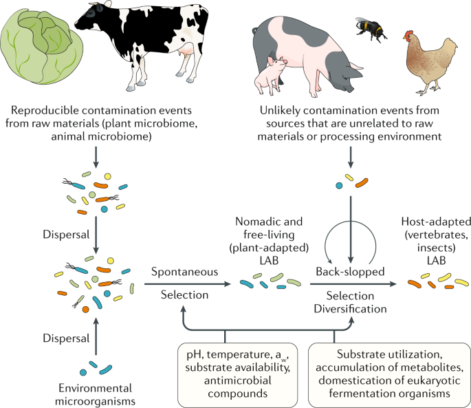 The International Scientific Association for Probiotics and Prebiotics  (ISAPP) consensus statement on fermented foods | Nature Reviews  Gastroenterology & Hepatology