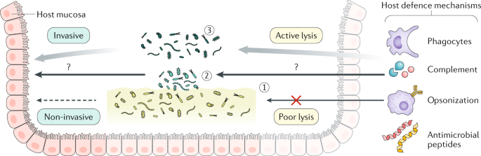 biofilm dysbiosis