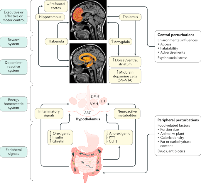 Brain Gut Microbiome Interactions In Obesity And Food Addiction Nature Reviews Gastroenterology Hepatology