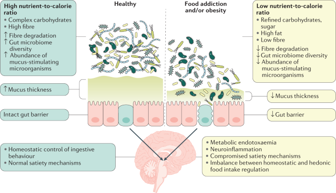 Schizophrenia and obesity: May the gut microbiota serve as a link for the  pathogenesis? - Wu - 2023 - iMeta - Wiley Online Library