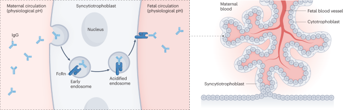Inflammatory bowel disease in pregnancy and breastfeeding | Nature Reviews  Gastroenterology & Hepatology
