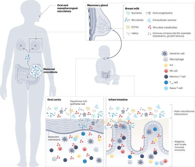 The maternal gut microbiome in pregnancy: implications for the developing  immune system | Nature Reviews Gastroenterology & Hepatology