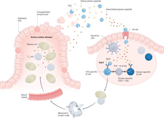 ghk cu mechanism of action tolerance desensitization Tolerance-inducing therapies in coeliac disease — mechanisms, progress and future directions Hospira Bacteriostatic Water 30ml Lipotropic (MIC) + B12 Size:5mg