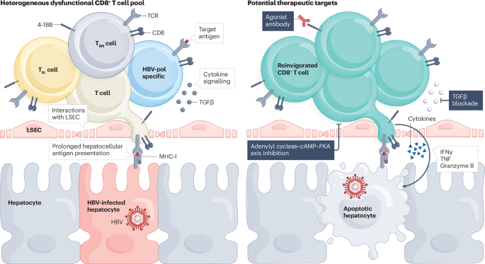 Hepatitis B Virus (HBV) Infection: A Global Health Crisis