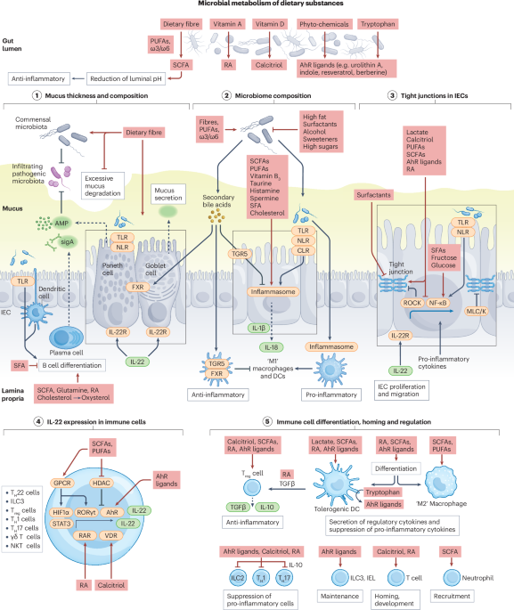 The gut microbiome connects nutrition and human health