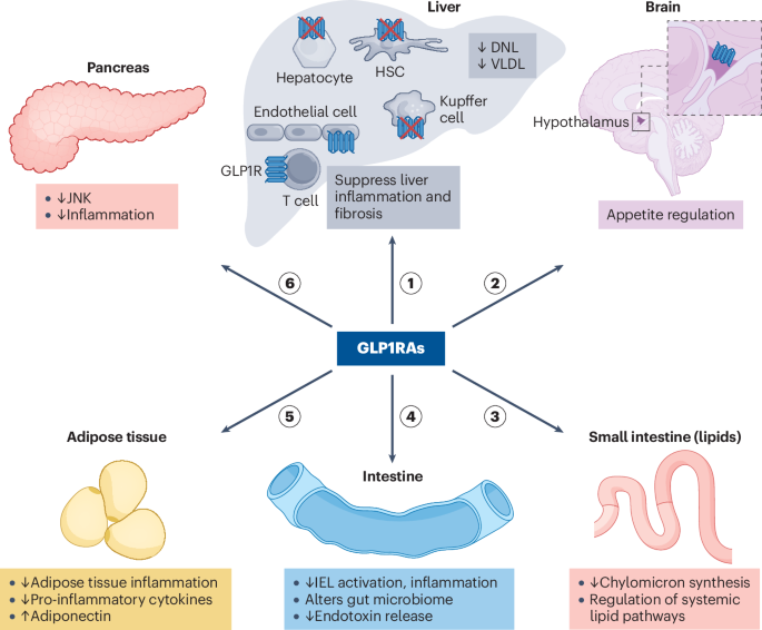 tirzepatide and mash Lessons from incretin-based therapy in MASH and obesity