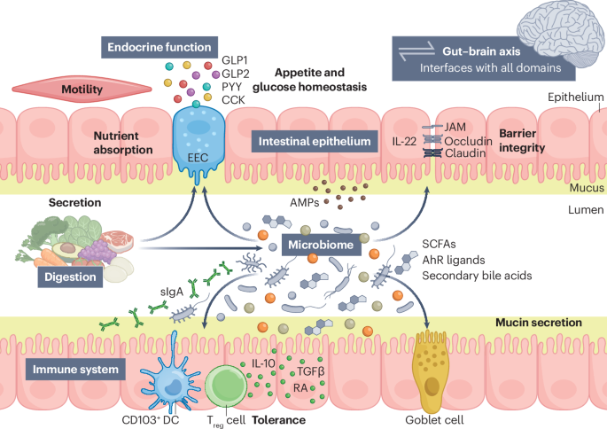 The International Scientific Association for Probiotics and Prebiotics (ISAPP) consensus statement on the definition and scope of gut health
