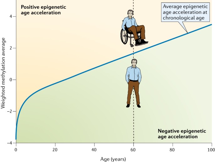 The Power and Potential of Epigenetic Aging Clocks