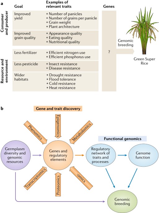 the rice genome revolution from an