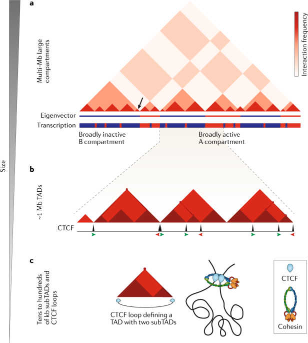 Organizational principles of 3D genome architecture
