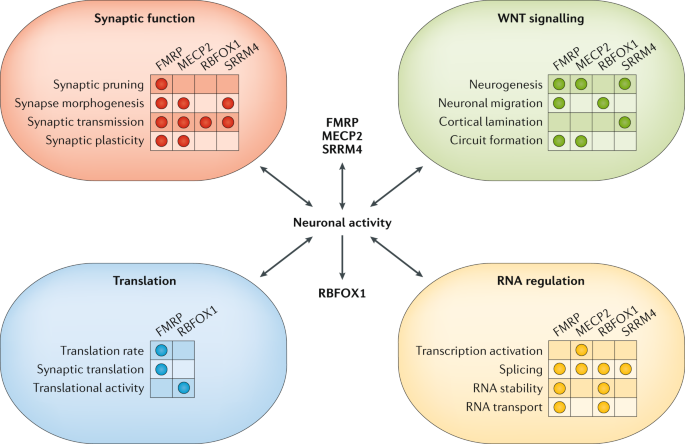 Autism Spectrum Disorder Linked To >> Autism Spectrum Disorder Insights Into Convergent Mechanisms From Autism Spectrum Disorder Linked To >> Autism Spectrum Disorder Insights Into Convergent Mechanisms From