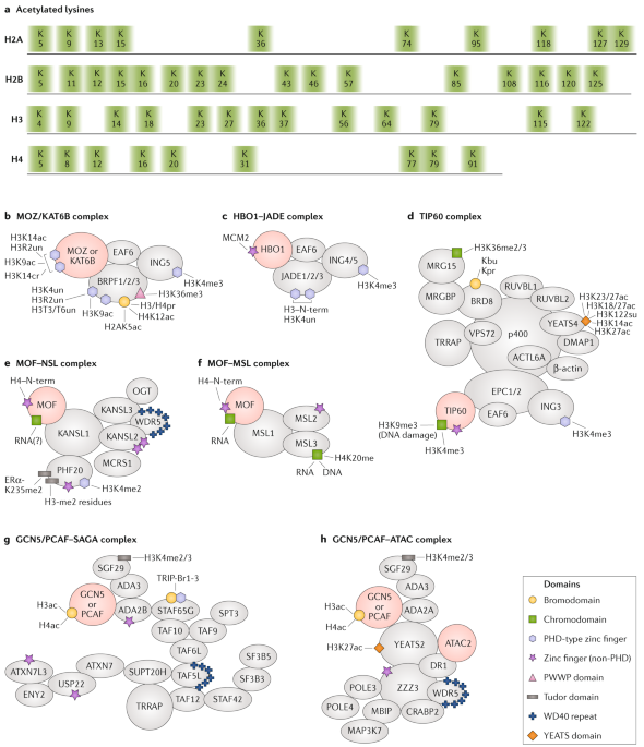 The Many Lives Of Kats Detectors Integrators And Modulators Of The Cellular Environment Nature Reviews Genetics