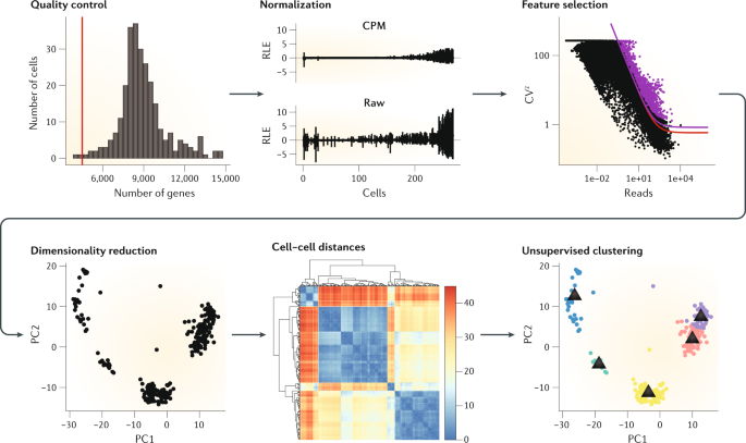 Challenges In Unsupervised Clustering Of Single Cell Rna Seq - 