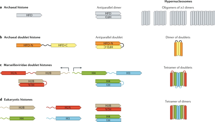 QnA VBage Old cogs, new tricks: the evolution of gene expression in a chromatin context