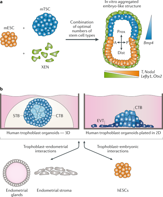 Relationships between homeoprotein EGAM1C and the expression of the  placental prolactin gene family in mouse placentae and trophoblast stem  cells in: Reproduction Volume 141 Issue 2 (2011)